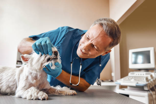 Best 24-Hour Emergency Dentist in Bellefontaine, OH